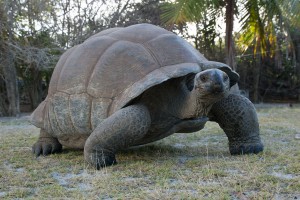 Aldabra: Byl jednou jeden ostrov (Falcon)